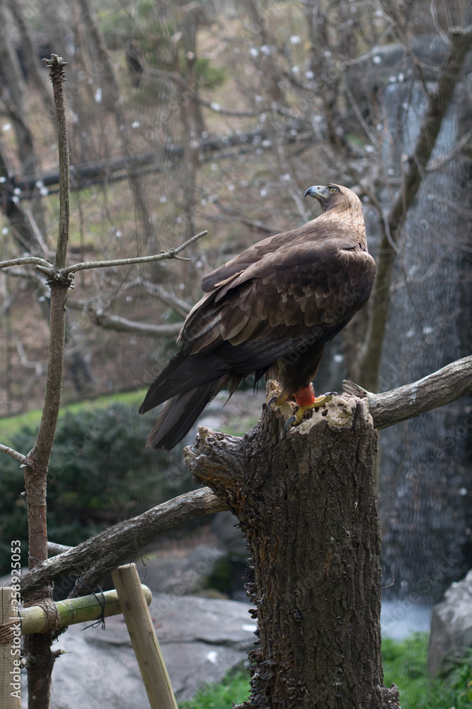 The looking eagle The looking eagle