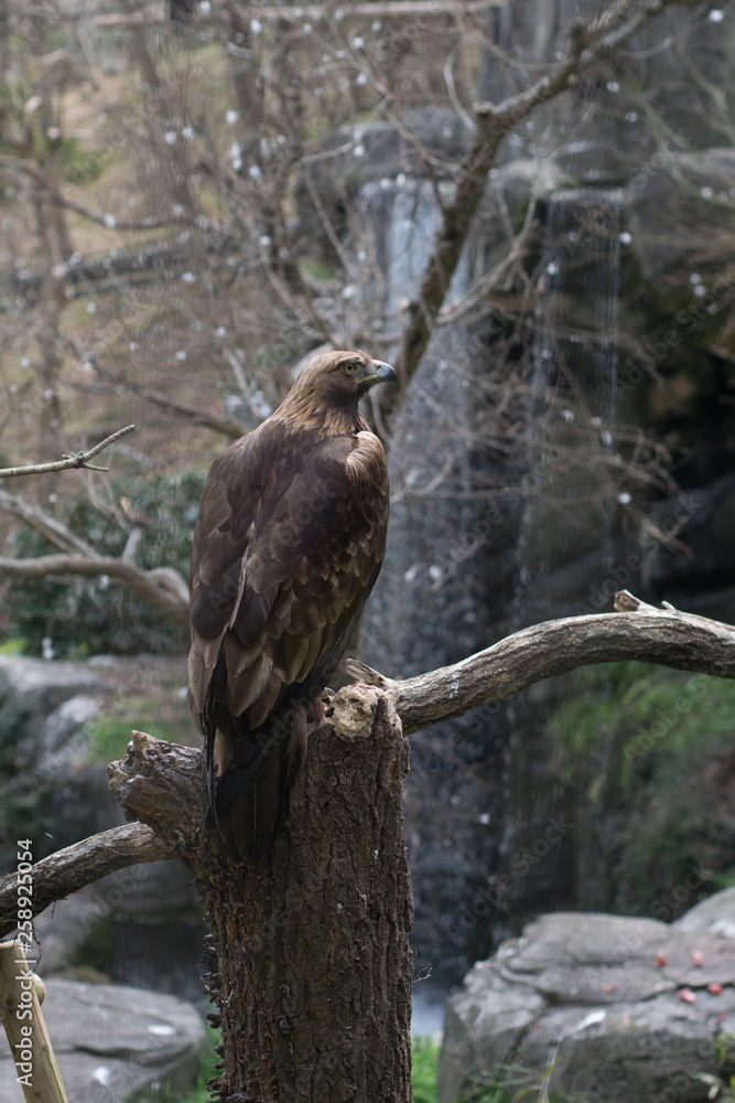 The looking eagle The looking eagle