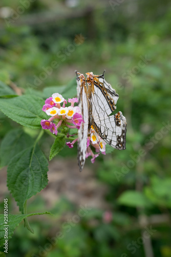 A rare butterfly Cyrestis Thyodamas photo