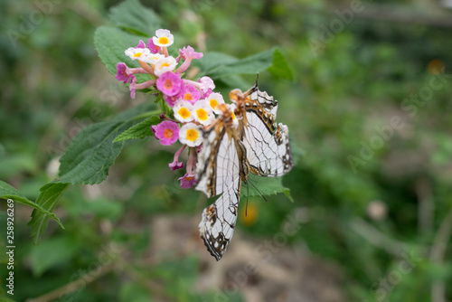 A rare butterfly Cyrestis Thyodamas photo