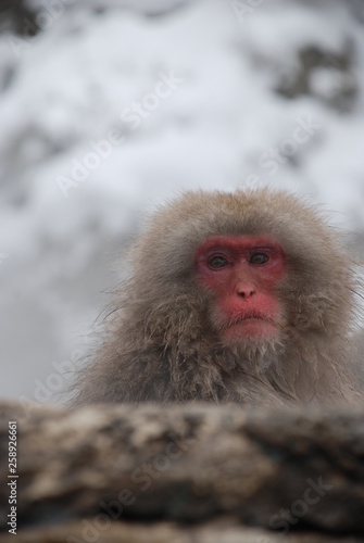Snow Monkeys in Japan © Rodrigo
