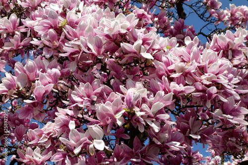 A cherry blossom is a flower of several trees of genus Prunus, particularly the Japanese cherry. Macro photography.