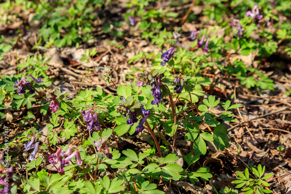 Purple corydalis flowers in forest at spring Purple corydalis flowers in forest at spring