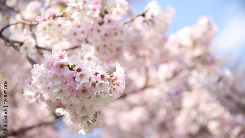 春風に揺れる満開のピンク色の桜 春風に揺れる満開のピンク色の桜
