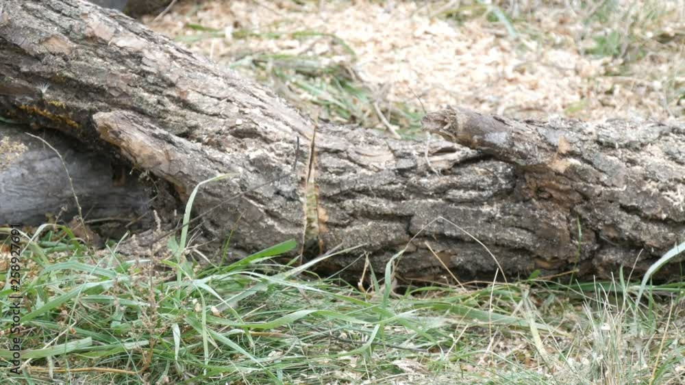Man cuts dry tree trunks with chainsaw, sawdust fly everywhere Man cuts dry tree trunks with chainsaw, sawdust fly everywhere