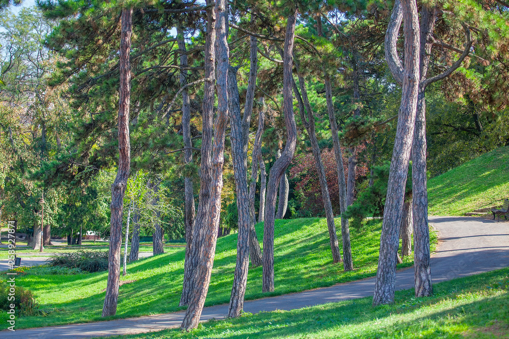 Obraz premium green park with coniferous trees