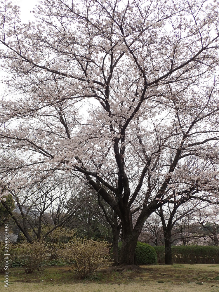 日本の桜の木