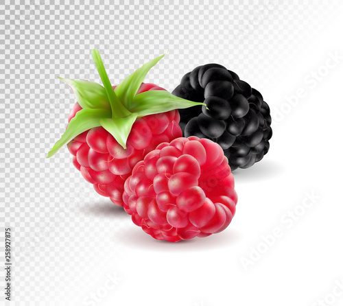 Realistic vector. Blackberries with raspberries set isolated on transparent background. Macro, 3d illustration