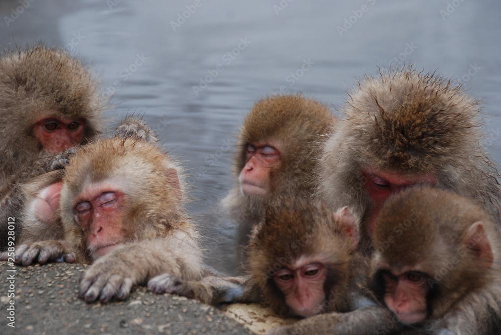 Naklejka premium Snow Monkeys in Japan