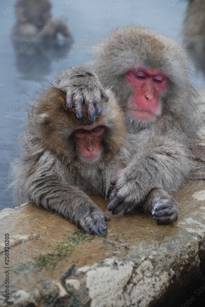 Naklejka premium Snow Monkeys in Japan