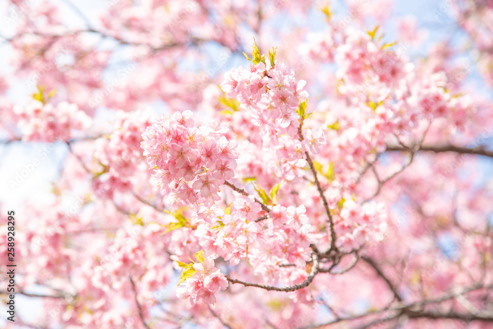 河津桜 河津桜