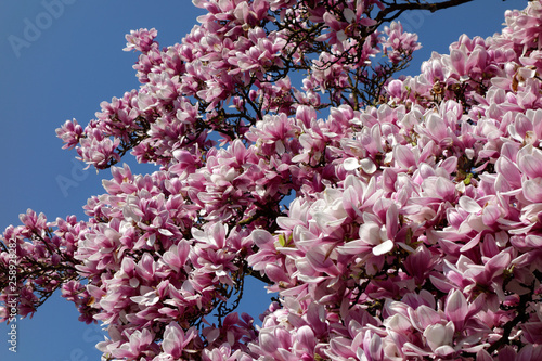 A cherry blossom is a flower of several trees of genus Prunus, particularly the Japanese cherry. Macro photography.