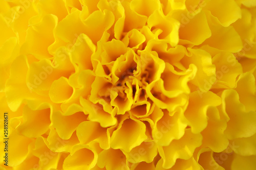 Close up of beautiful Marigold flower in the winter garden.