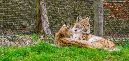 Photography Eurasian lynx couple laying together in the grass, Wild cats from Eurasia