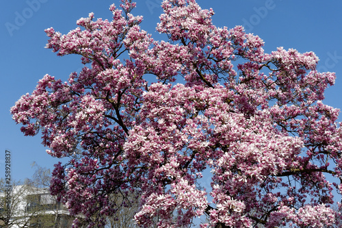 A cherry blossom is a flower of several trees of genus Prunus, particularly the Japanese cherry. Macro photography.