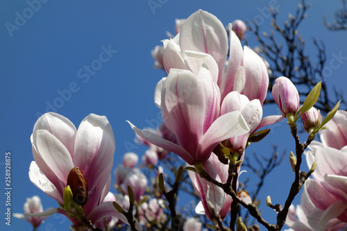 A cherry blossom is a flower of several trees of genus Prunus, particularly the Japanese cherry. Macro photography.