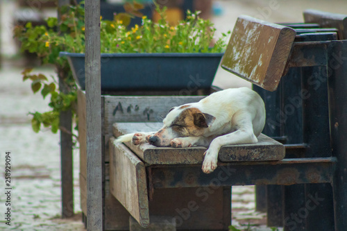 Sleeping dog in the square