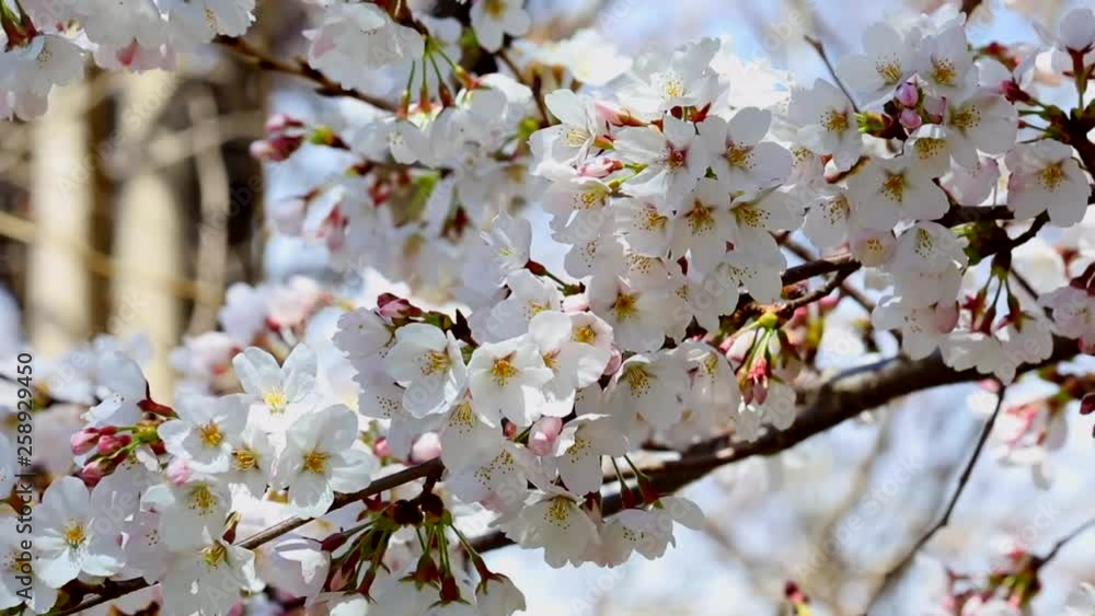 風に揺れる桜の花 風に揺れる桜の花