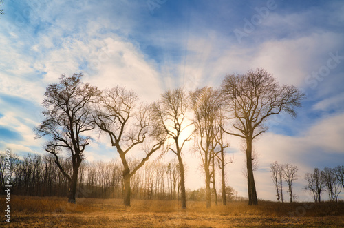 Trees in the sunny park