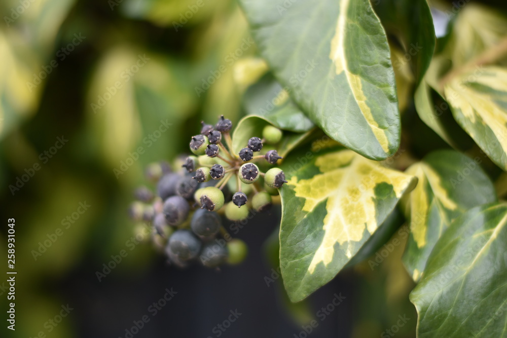 Efeu (Hedera helix) - reife und unreife Beeren