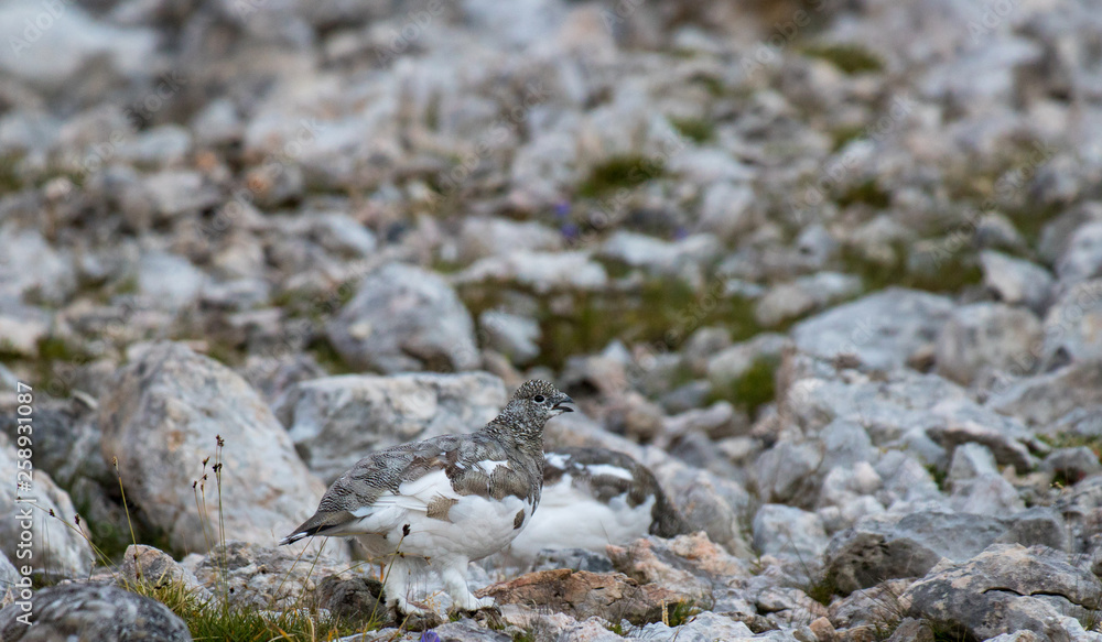 two cute rock ptarmigan in the mountains two cute rock ptarmigan in the mountains