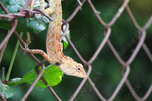 Garden Lizard animal wildlife on fence in the garden nature background photo