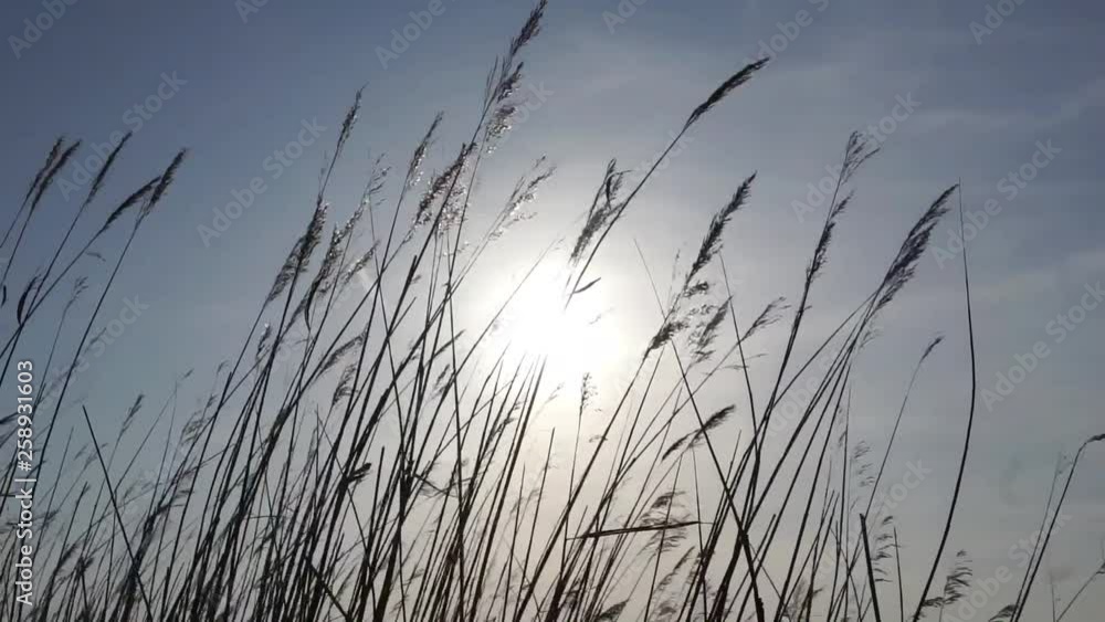Schilf im Wind vor untergehender Sonne Schilf im Wind vor untergehender Sonne