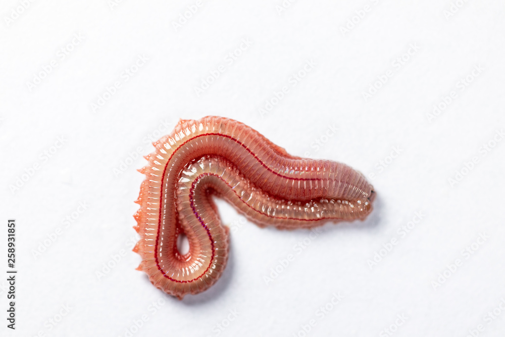 Sand Worm (Perinereis sp.) is the same species as sea worms (Polychaete), Living in a beach area with relatively shallow water levels for education in laboratory. Sand Worm (Perinereis sp.) is the same species as sea worms (Polychaete), Living in a beach area with relatively shallow water levels for education in laboratory.