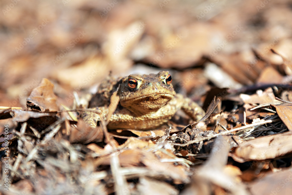 Naklejka premium Erdkröte