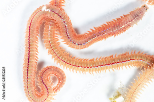 Sand Worm (Perinereis sp.) is the same species as sea worms (Polychaete), Living in a beach area with relatively shallow water levels for education in laboratory.