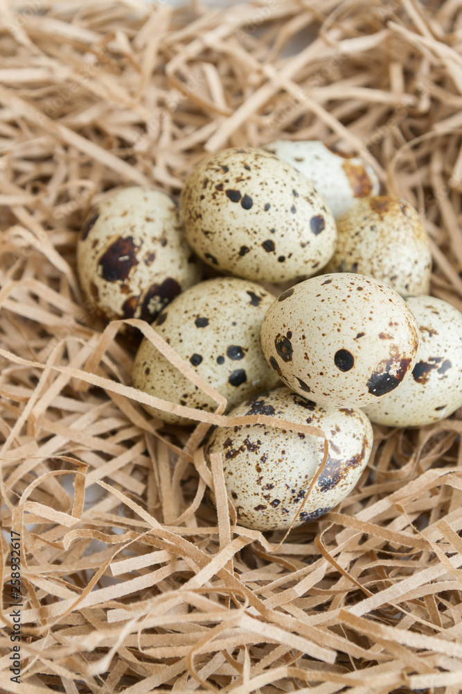 Quail spotted eggs lie on paper strips in the form of hay Quail spotted eggs lie on paper strips in the form of hay