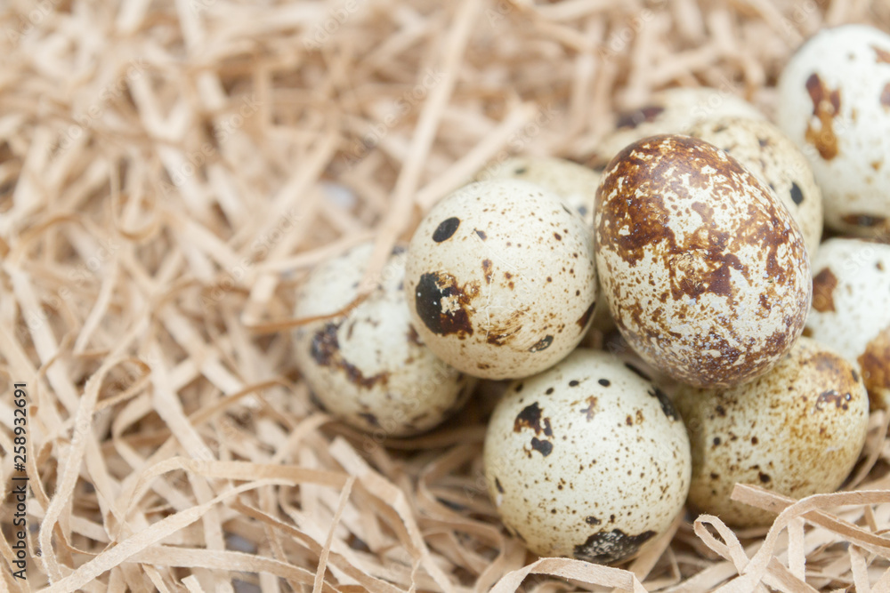 Quail spotted eggs lie on paper strips in the form of hay Quail spotted eggs lie on paper strips in the form of hay
