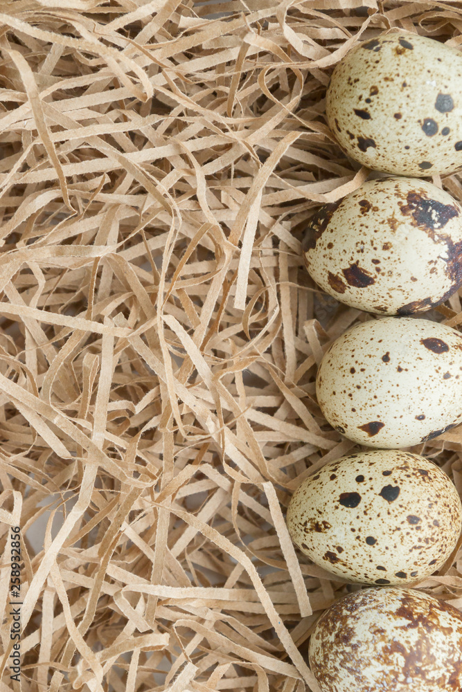 Obraz premium Quail spotted eggs lie on paper strips in the form of hay