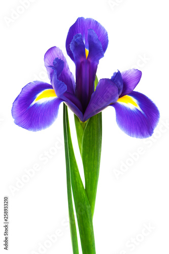 Fototapeta Naklejka Na Ścianę i Meble -  freshness purple iris