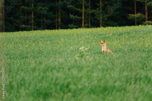 Summer evening. The Fox stands in the middle of the field and looks away. Charmer.