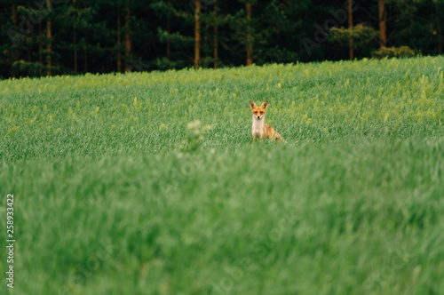 Summer evening. Fox stands in the middle of the field and looks at the camera. Charmer.