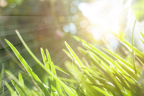 Green grass with natural abstract soft sunny light. Green lush background