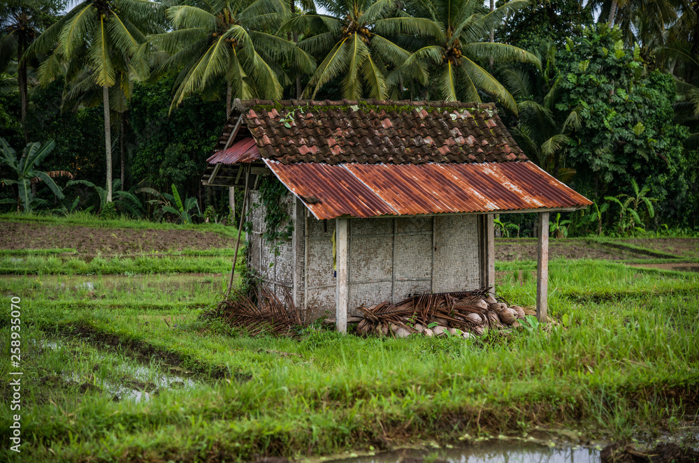 Barn for storing tools in the rice field. Farmer's house in Bali. Travel to the tropics.