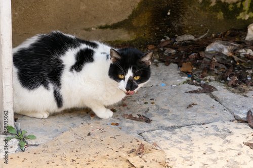 The cat of the Sassi of Matera, the underground city, the ancient town, Basilicata, southern Italy.