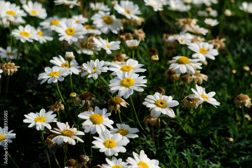 field of daisies