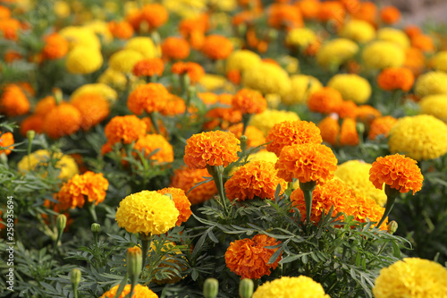 Fototapeta Naklejka Na Ścianę i Meble -  Beautiful Marigold flower in the garden 