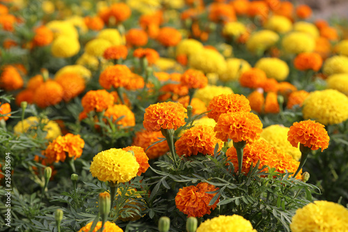 Beautiful Marigold flower in the garden  photo