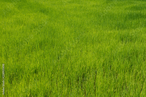 Green fresh and nature rice field in the farm