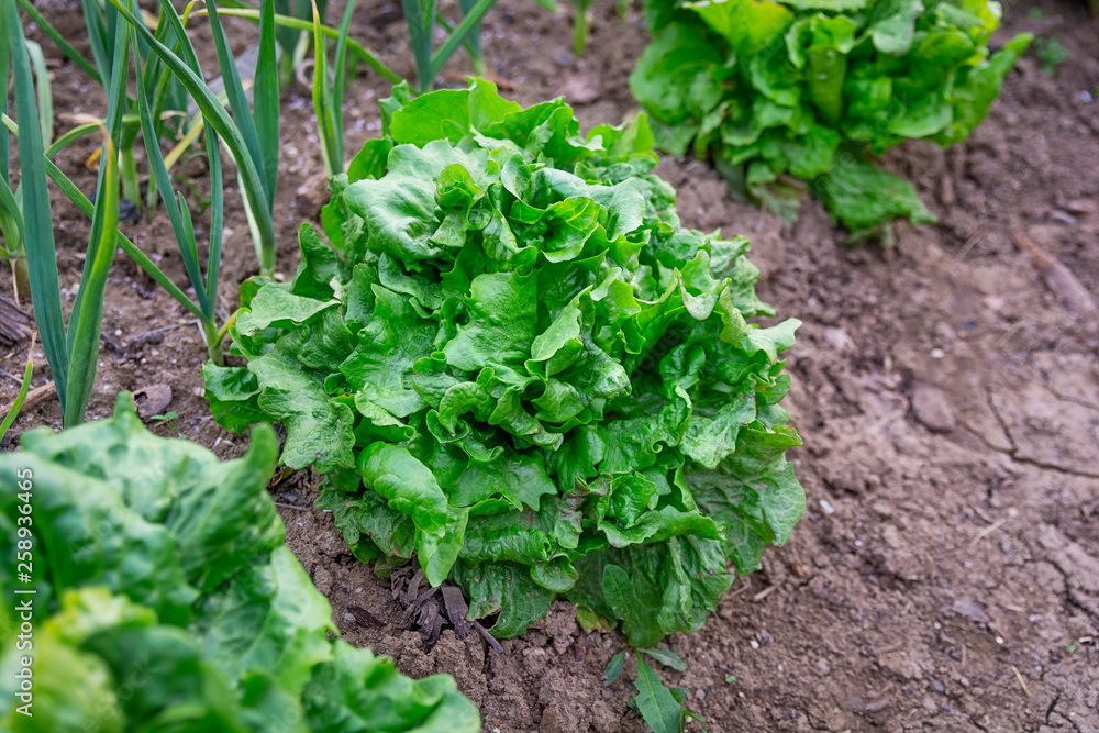 Butter head lettuce vegetable raw for salad in the garden Butter head lettuce vegetable raw for salad in the garden