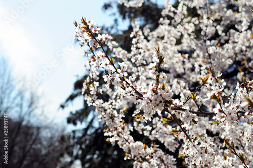 Blühender Baum im Frühjahr