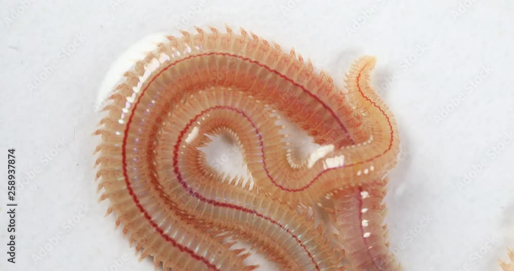Sand Worm (Perinereis sp.) is the same species as sea worms (Polychaete), Living in a beach area with relatively shallow water levels for education in laboratory. Sand Worm (Perinereis sp.) is the same species as sea worms (Polychaete), Living in a beach area with relatively shallow water levels for education in laboratory.