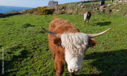 Portheras Beach Cove Cows, West Cornwall, England