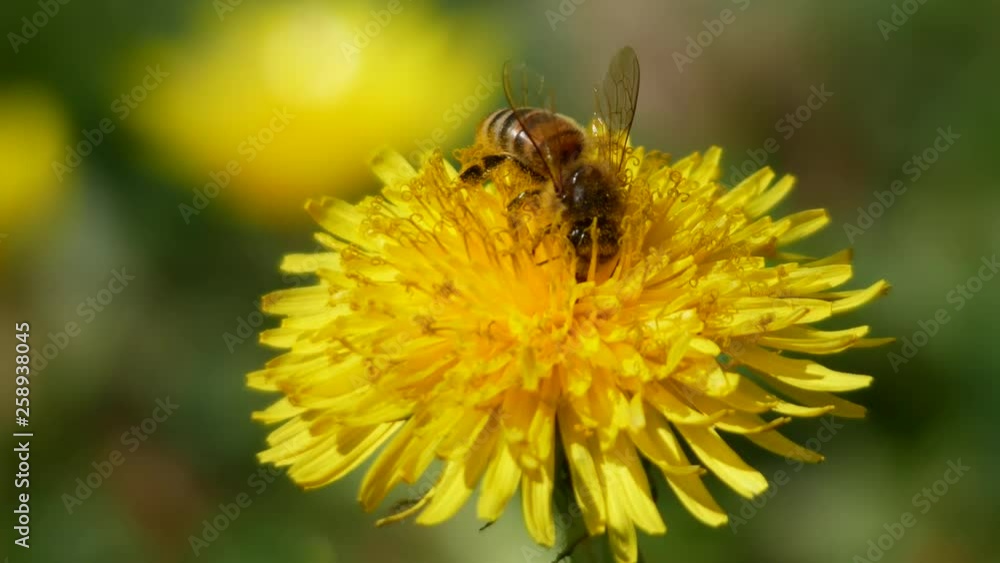 bee honey collects nectar and pollen from a dandelion flower in the spring. insect on yellow flower. Honeybee collects nectar for its hive bee honey collects nectar and pollen from a dandelion flower in the spring. insect on yellow flower. Honeybee collects nectar for its hive