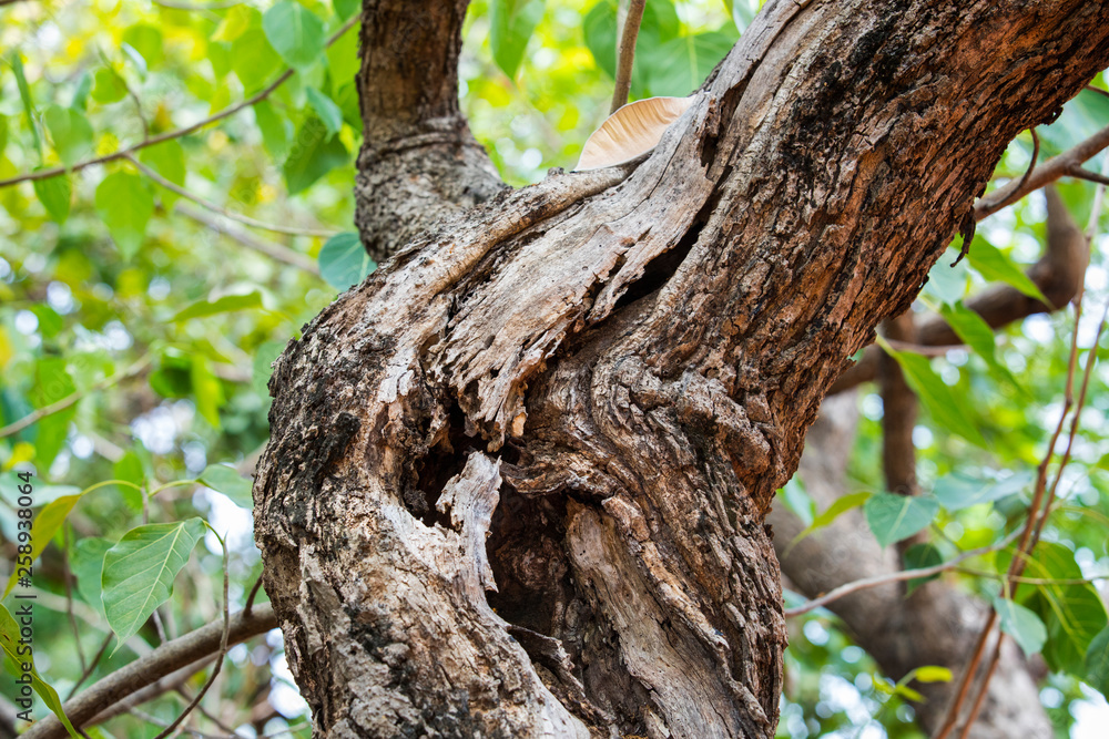 Branches of large trees in forest,The wood of the beautiful tree Branches of large trees in forest,The wood of the beautiful tree