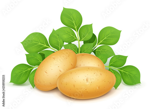 Three potatoes with leaves. Useful vegetable. Vegetarian food ingredient. Agriculture plant. Natural product. Isolated white background. Eps10 vector illustration.